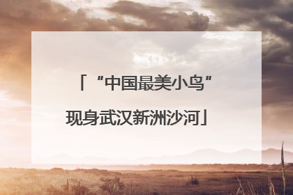 “中国最美小鸟”现身武汉新洲沙河