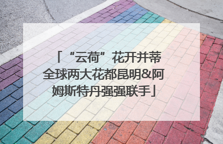 “云荷”花开并蒂 全球两大花都昆明&阿姆斯特丹强强联手