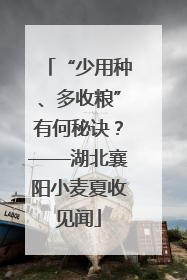 “少用种、多收粮”有何秘诀？——湖北襄阳小麦夏收见闻