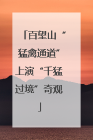 百望山“猛禽通道”上演“千猛过境”奇观