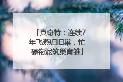真奇特：连续7年飞燕归旧巢，忙碌衔泥筑巢育雏