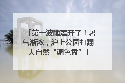 第一波睡莲开了！暑气渐浓，沪上公园打翻大自然“调色盘”