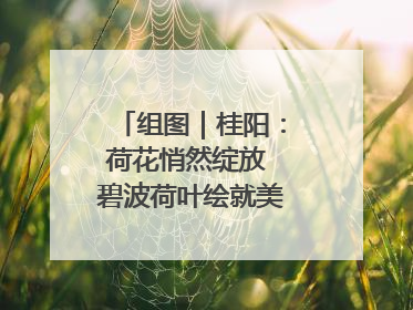 组图｜桂阳：荷花悄然绽放 碧波荷叶绘就美好夏日画卷