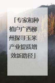 专家和种植户广西柳州探寻玉米产业提质增效新路径