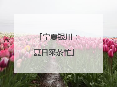 宁夏银川：夏日采茶忙