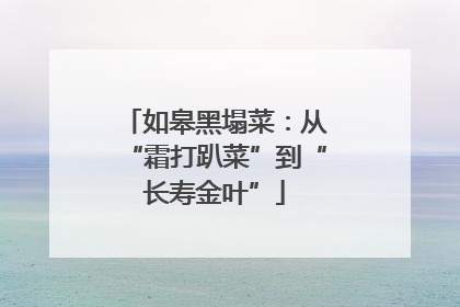 如皋黑塌菜：从“霜打趴菜”到“长寿金叶”