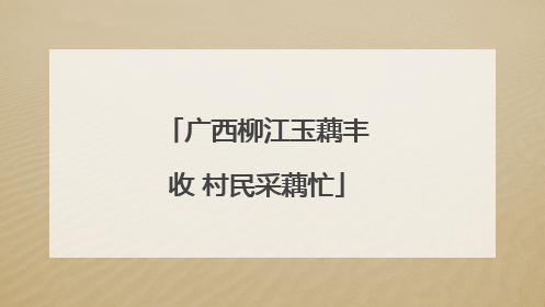 广西柳江玉藕丰收 村民采藕忙