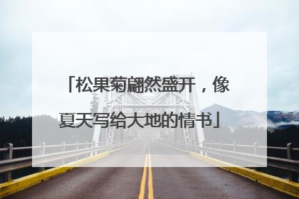 松果菊翩然盛开，像夏天写给大地的情书