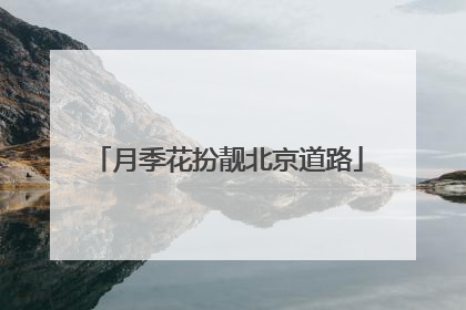 月季花扮靓北京道路