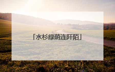 水杉绿荫连阡陌