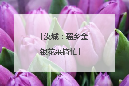 汝城：瑶乡金银花采摘忙
