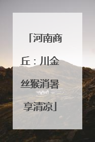 河南商丘：川金丝猴消暑享清凉