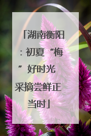 湖南衡阳：初夏“梅”好时光 采摘尝鲜正当时