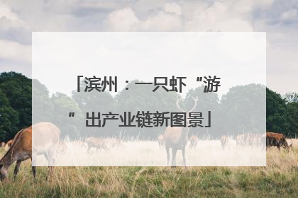 滨州：一只虾“游”出产业链新图景