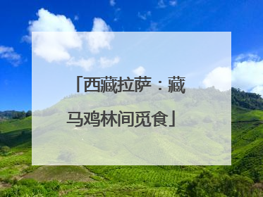 西藏拉萨：藏马鸡林间觅食