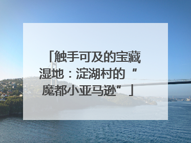 触手可及的宝藏湿地：淀湖村的“魔都小亚马逊”