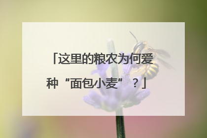 这里的粮农为何爱种“面包小麦”？