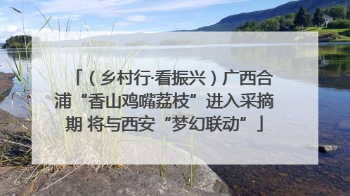 （乡村行·看振兴）广西合浦“香山鸡嘴荔枝”进入采摘期 将与西安“梦幻联动”